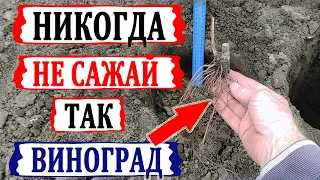 🍇 Стоп! Ошибка при посадке винограда. Никогда так не делай. Виноград просто вымерзнет!