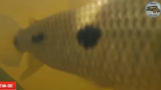 filmando os peixes debaixo d'água