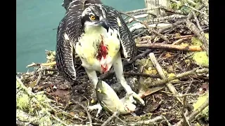 The fish that beat up an Osprey! Hog Island Ospreys. 28 August 2019