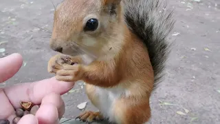 Кормлю ещё одну белку / Feeding another squirrel