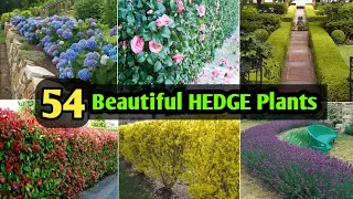 54 Best Plants for HEDGE | Best Hedging Plants with names and Identification | Plant and Planting