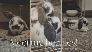 GETTING ANOTHER BUNNY | Set up, food, & caring for my bunnies #bunny #gettingabunny