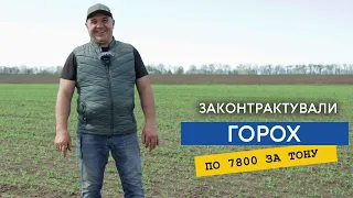 Продали горох сезону 2024 — по 7800 з поля. Маємо гарні сходи гороху,  тепер чекаємо врожаю.