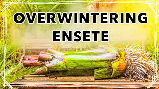 How I Overwinter Ensete ventricosum 'Maurelii’ - Banana Plant Winter Care Tips