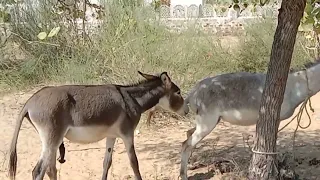 romance donkey meeting full funny