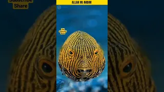 Allah Ki Qudrat _[ Amazing Fish] #shortfeed #shorts