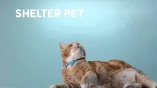 #StartAStoryAdopt | Shelter Pet Adoption