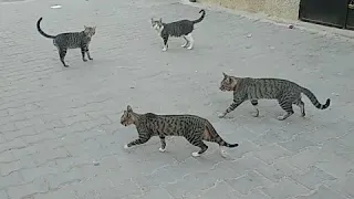 Three cats mated with one cat | Street | Cats mating for the first time Cat mating call