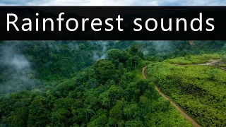 Sumatra rainforest sounds - Thunderstorm at dusk
