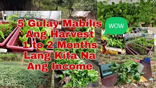 5 Gulay na Simple May Income Agad sa Isang Buwan Lang | Fast Harvest Vegetable Mabilis Kita