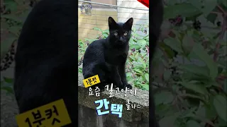 요즘 길고양이 간택 클라쓰 ( 냥줍 아님 / 뻔뻔함주의 )