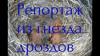 Репортаж из гнезда дроздов | Птенцы вылупились из яиц