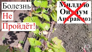 Как вырастить МОЩНУЮ ЛОЗУ Винограда! Четвёртый шаг