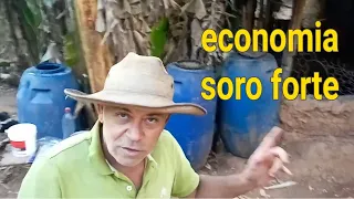 como fazer soro caseiro forte + economia na alimentação dos porcos