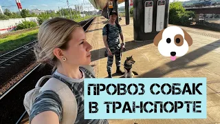 Провоз собаки в общественном транспорте МЦД , читайте описание