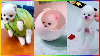 Tik Tok Chó Phốc Sóc Mini 😍 Funny and Cute Pomeranian #271