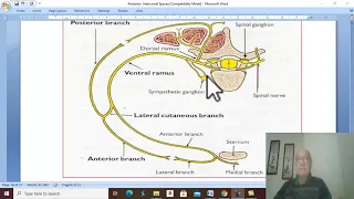 Respiratory module  22 ( Intercostal and subcostal nerves) , by Dr. Wahdan