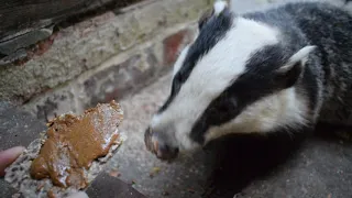 Feeding friendly badger