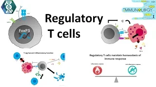 Regulatory T cells