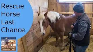 Big pushy disrespectful horse behavior from a haflinger. Part 1. Catching in Stall and Leading.