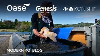 Modern Koi Blog #5602 - Live aus Japan: Ikeage Naturteich Toyohira