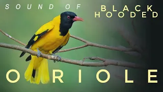 BLACK HOODED ORIOLE : How do they sound ?  Call of Oriole