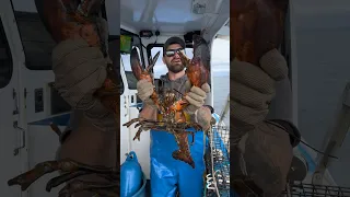 Huge Maine Lobster! 🦞
