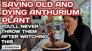 HOW TO GROW ANTHURIUM PLANT FROM CUTTINGS | ANTHURIUM PROPAGATION | ODLA ROSENKALLA STICKLINGAR |