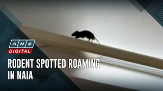 Rodent spotted roaming in NAIA | ANC