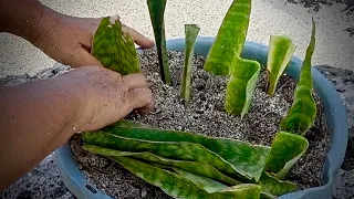 Snake Plant Sansevieria Propagation Methods