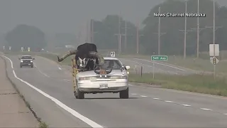 Car with bull in passenger seat pulled over in Nebraska