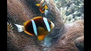 Большой Барьерный Риф. Австралия. Дайвинг. Great Barrier reef. Australia. LIVEABOARD