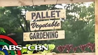 Bandila: 'Edible gardens', isinusulong para sa mga Pinoy