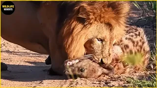 Hyena Vs Lion Fight To Last Breath And Real Wildlife In Africa | Hyena Documentary