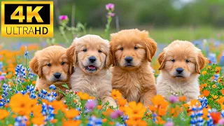 Baby Animals 4K (60 FPS) - Sweet Moments With Baby Animals And Relaxing Music