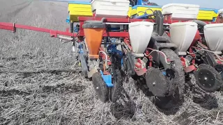 Посів соняшника no-till.