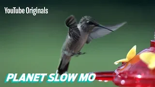 How Fast Can a Hummingbird Flap?