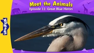Meet the Animals 11 | Great Blue Heron | Wild Animals | Little Fox | Animated Stories for Kids