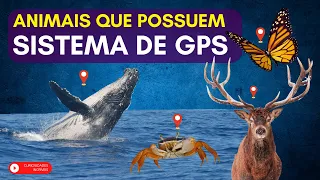 Animais que possuem GPS em seu instinto