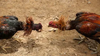 Shamo aseel rooster new fight 2023 | Aseel | Shamo Japan |  #aseel #hen #aseelmurga