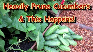 How My Heavily Pruned Cucumber Plants Responded with Growth & Production: Two Minute TRG Tips