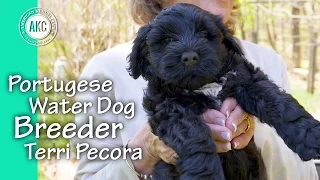 Portuguese Water Dog Breeder - Terri Pecora