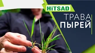 Как навсегда избавиться от травы Пырей ✔️ Советы огородникам от Хитсад ТВ