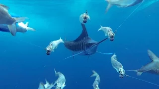 GoPro Awards: Marlin Encounter