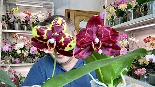 НОВЫЕ орхидеи и полезность для орхидей ОТ ПОРЧИ ЦВЕТОВ и БУТОНОВ