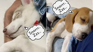 MY CUTE SNORING DOGS | SUPER TIRED AFTER PLAYING #Shorts
