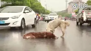 Hund trauert um seinen Freund. Dog crying for his friend