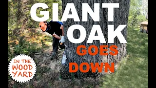 #348 - Gigantic Oak... Goes Down! - Massive Firewood