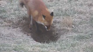 Fox digging a Den in my backyard!