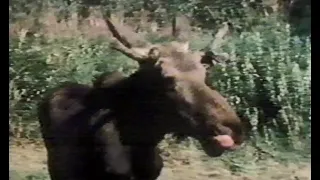 Disney's "Seems There Was This Moose" Season 22 Ep 6